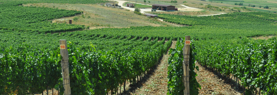 Целосно исплатени субвенциите на лозарите